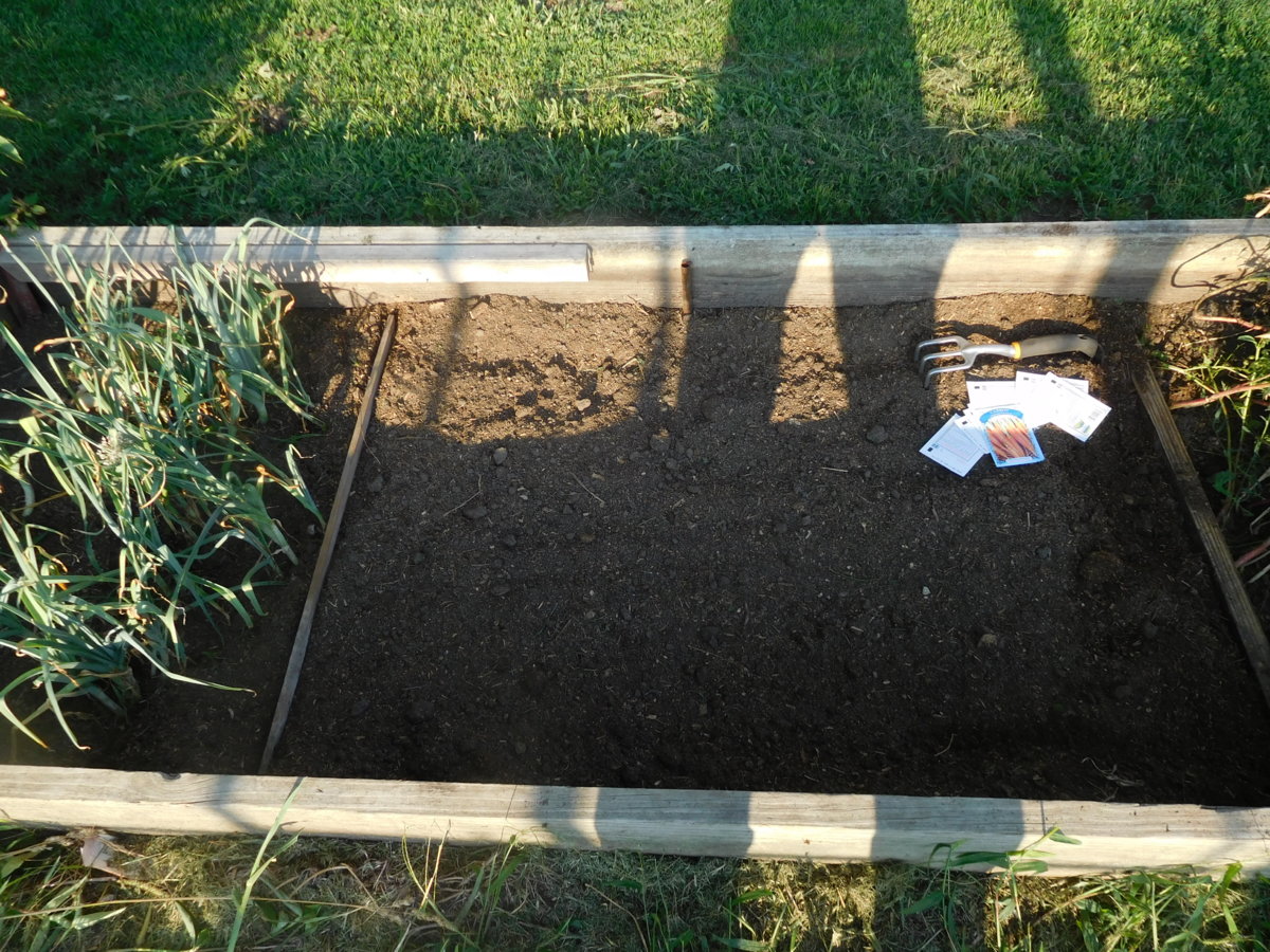 Carrot replant, 08-06-17 (1).JPG