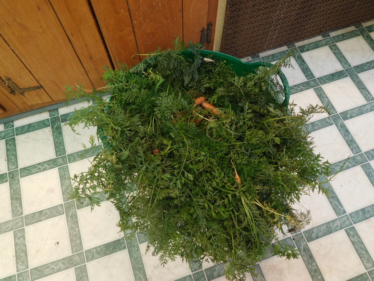 Carrots , 08-04-17.JPG