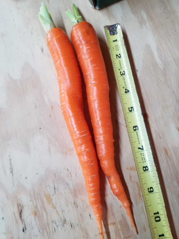 Carrots.jpg