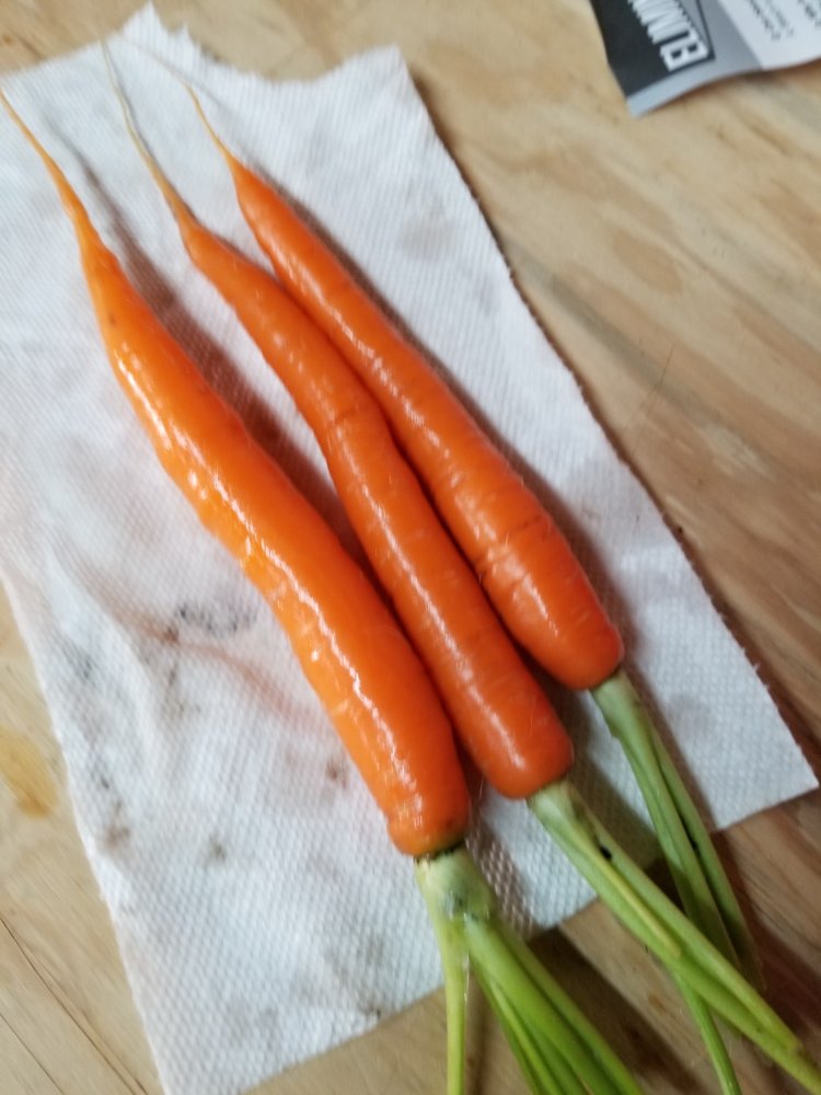Carrots.jpg