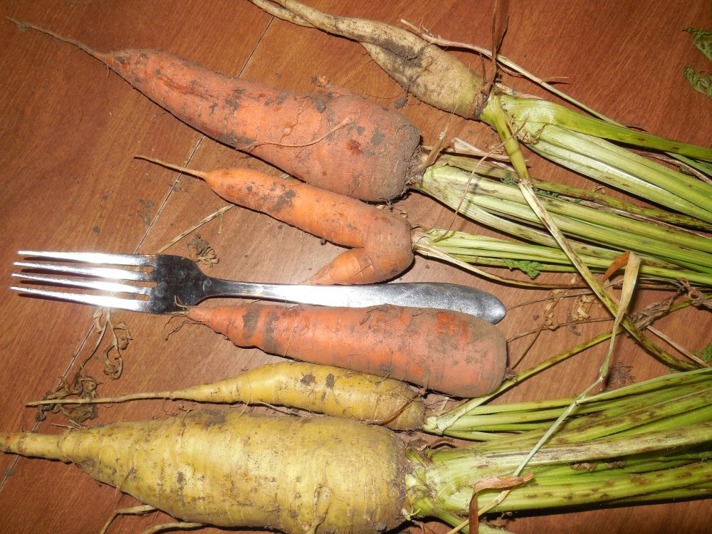 carrots.JPG