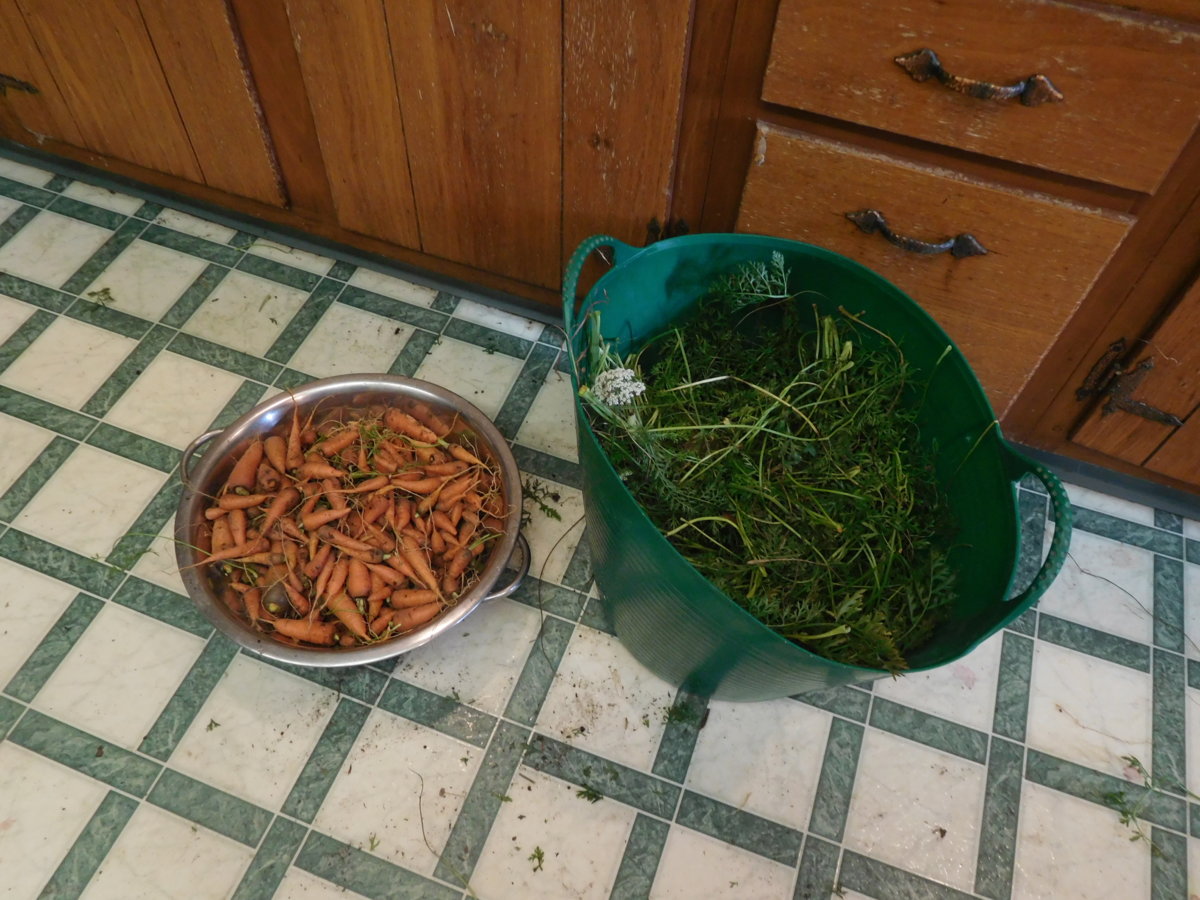 Carrots separated from tops, 08-04-17.JPG