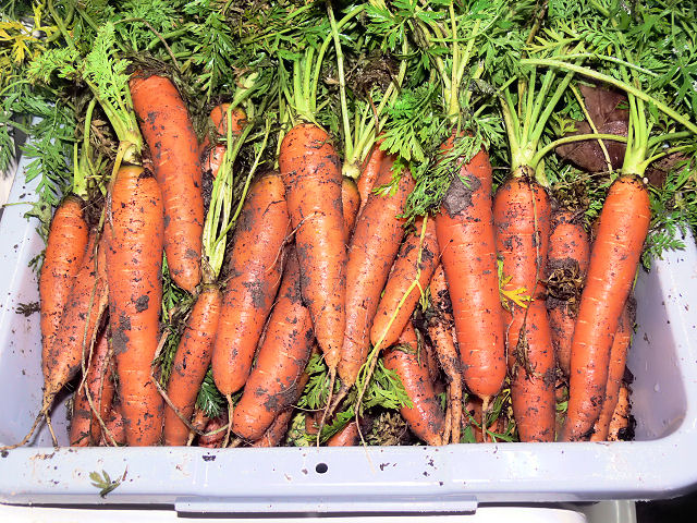 Carrots_012718.jpg