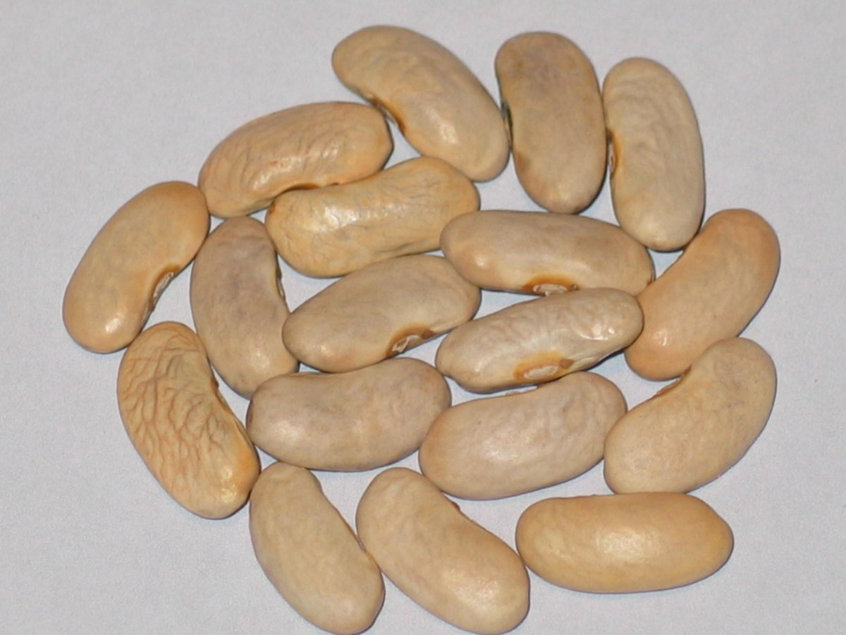 Cassie's Purple Pod.JPG
