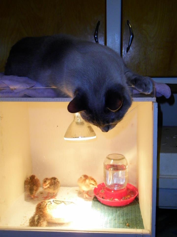 cat tv.jpg