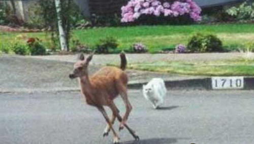 cat_chase_deer1.jpg