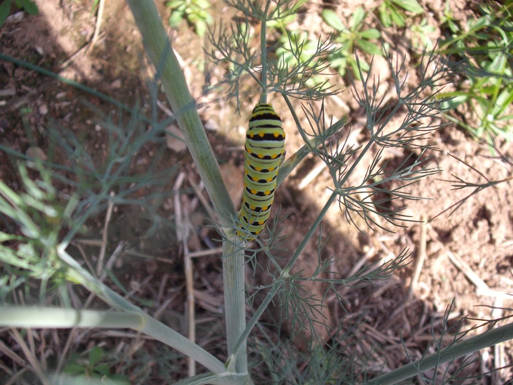Caterpillar.JPG