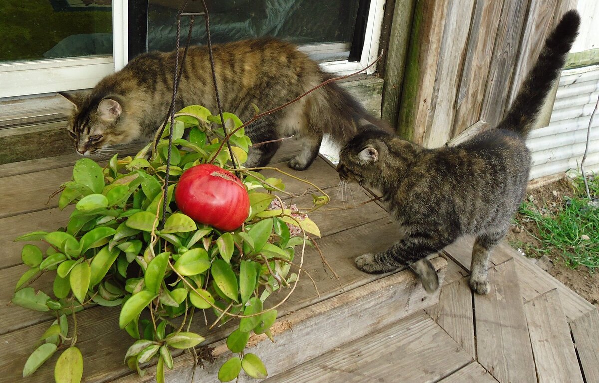cats hege pink wax plant.jpg