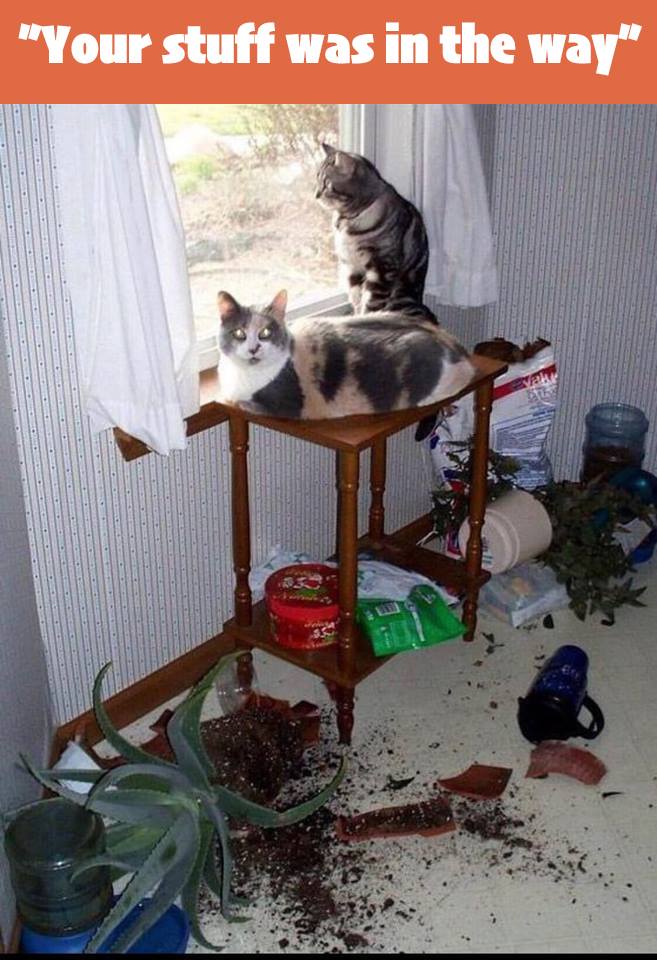 cats n plants.jpg