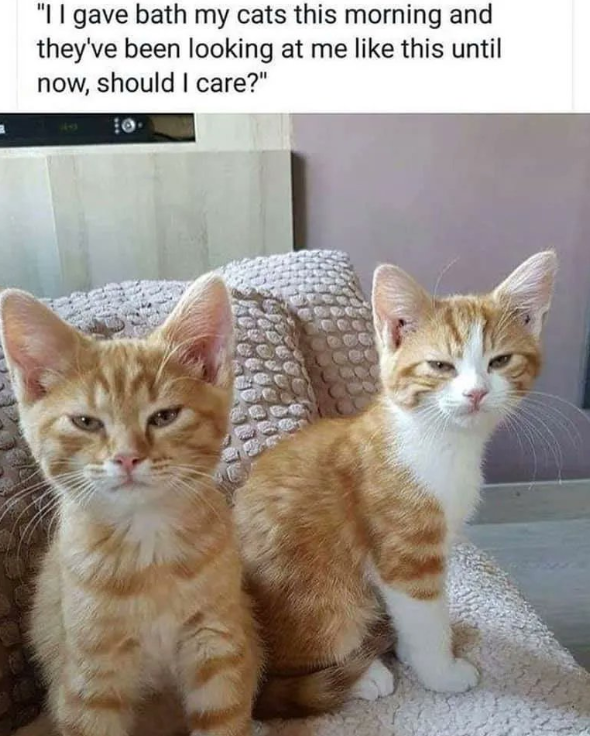 cats.png