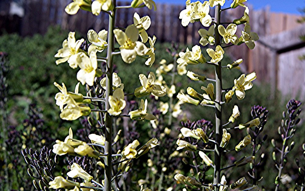 cauliflower blooms.JPG
