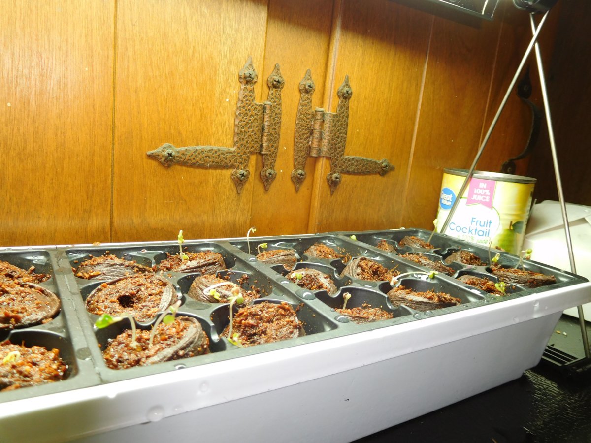 Cauliflower & Broccoli seedlings, 03-11-19, #1.jpg