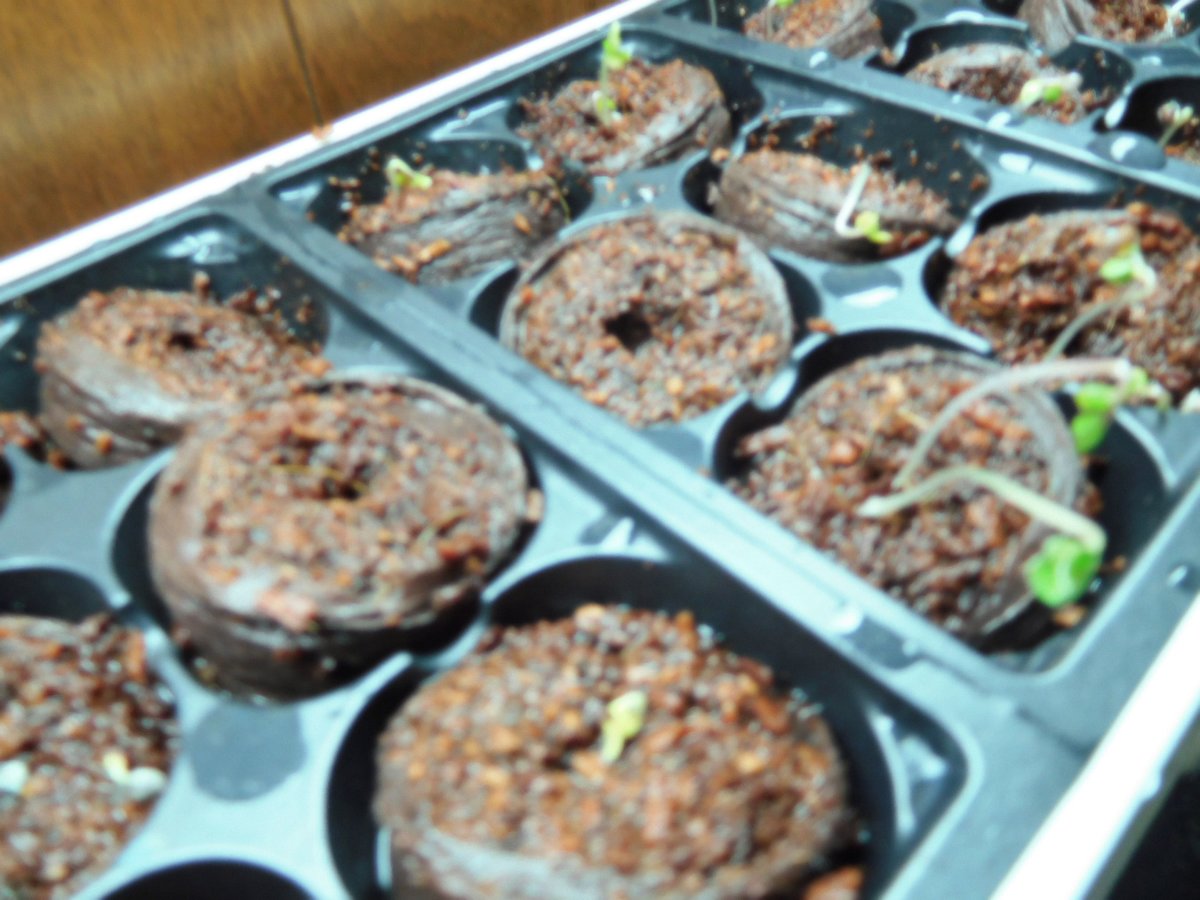 Cauliflower & Broccoli seedlings, 03-11-19, #2.jpg