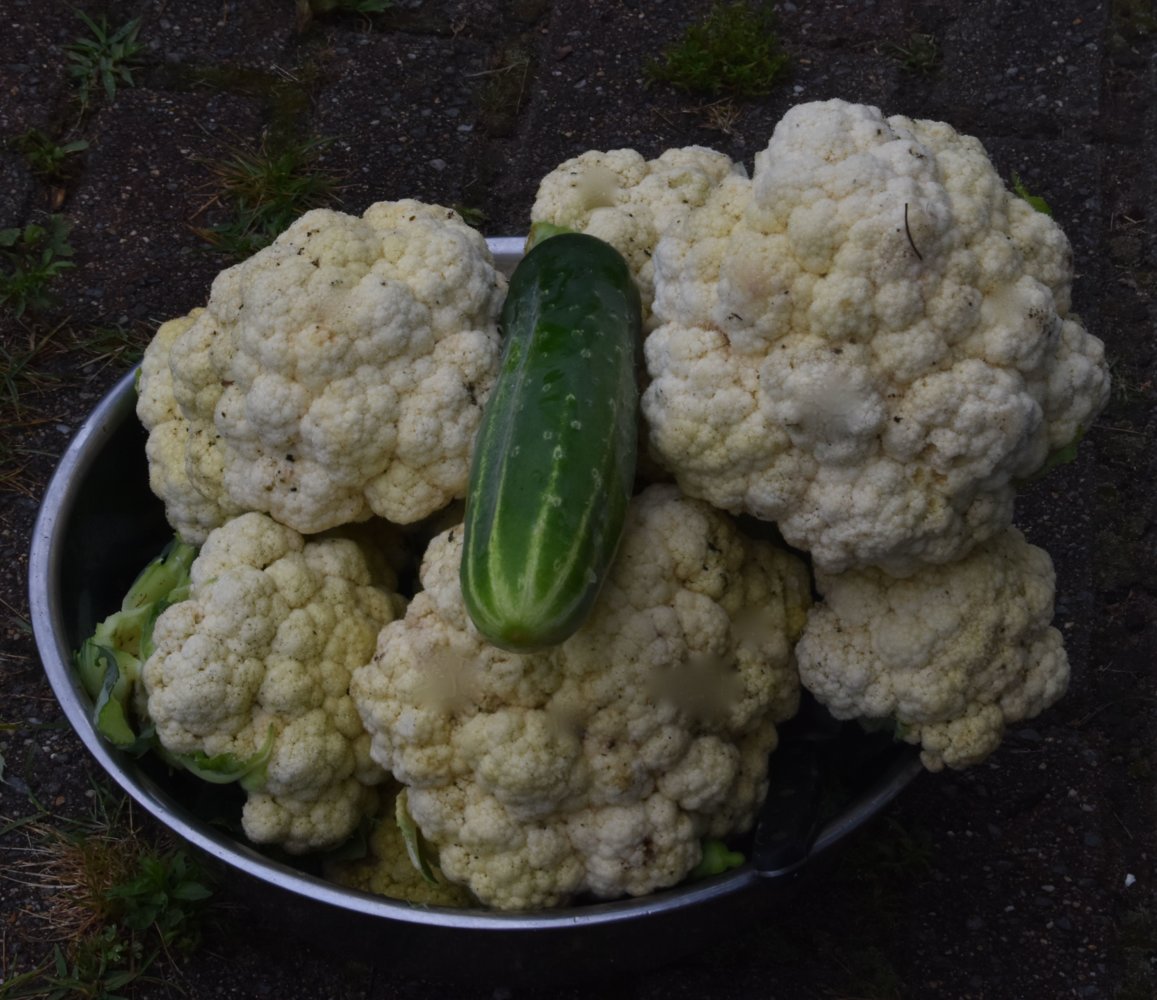 cauliflower.jpg