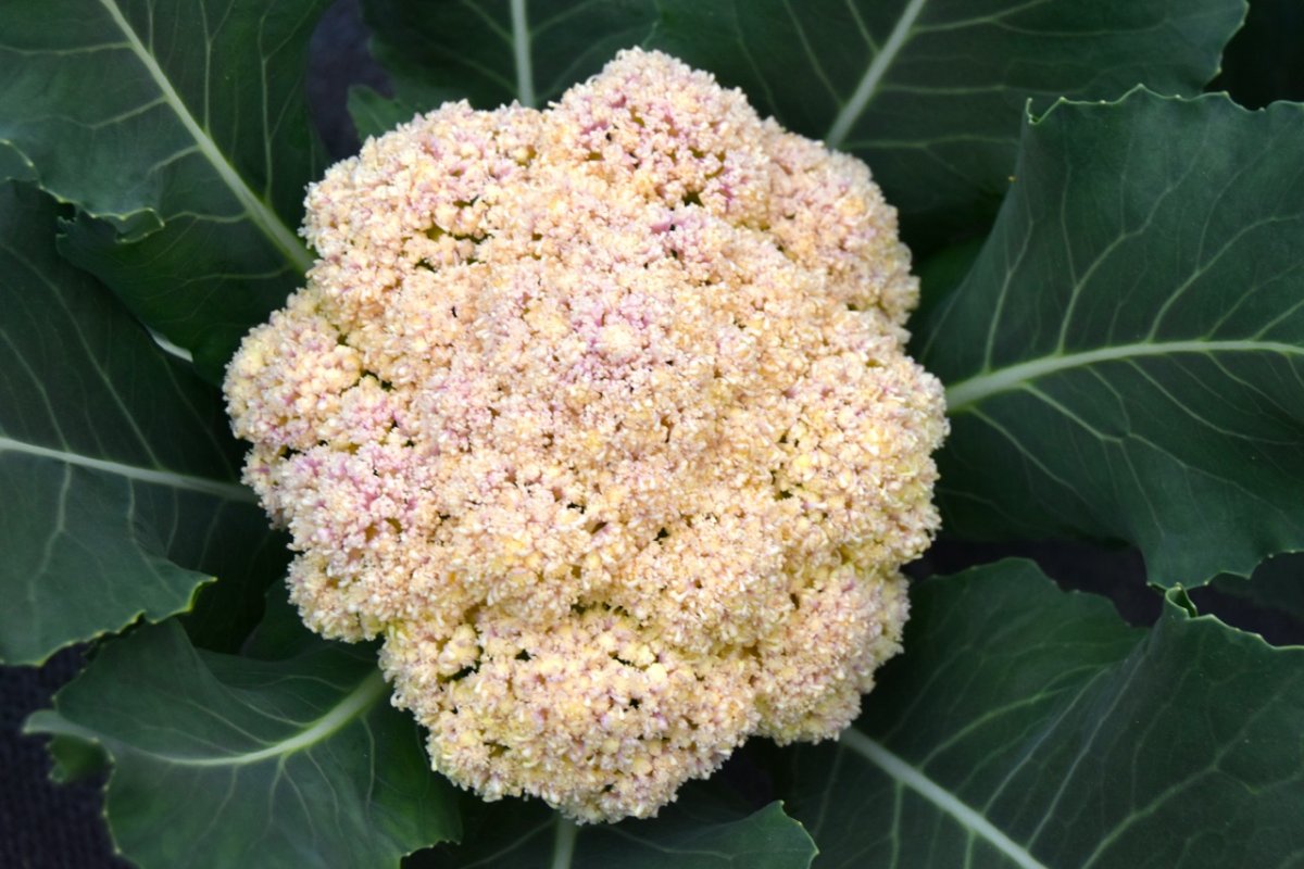 cauliflower.jpg