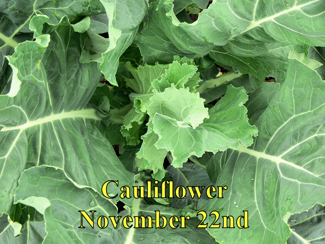 Cauliflower_112214.jpg