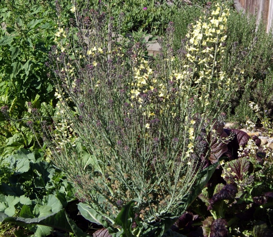 cauliflowerr stalk.JPG