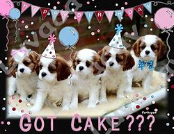 cavie bday.jpg