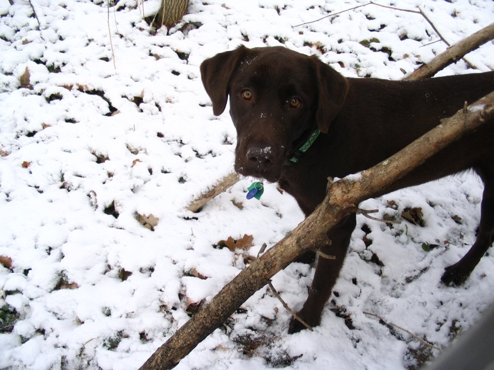 CeeCee in snow.JPG