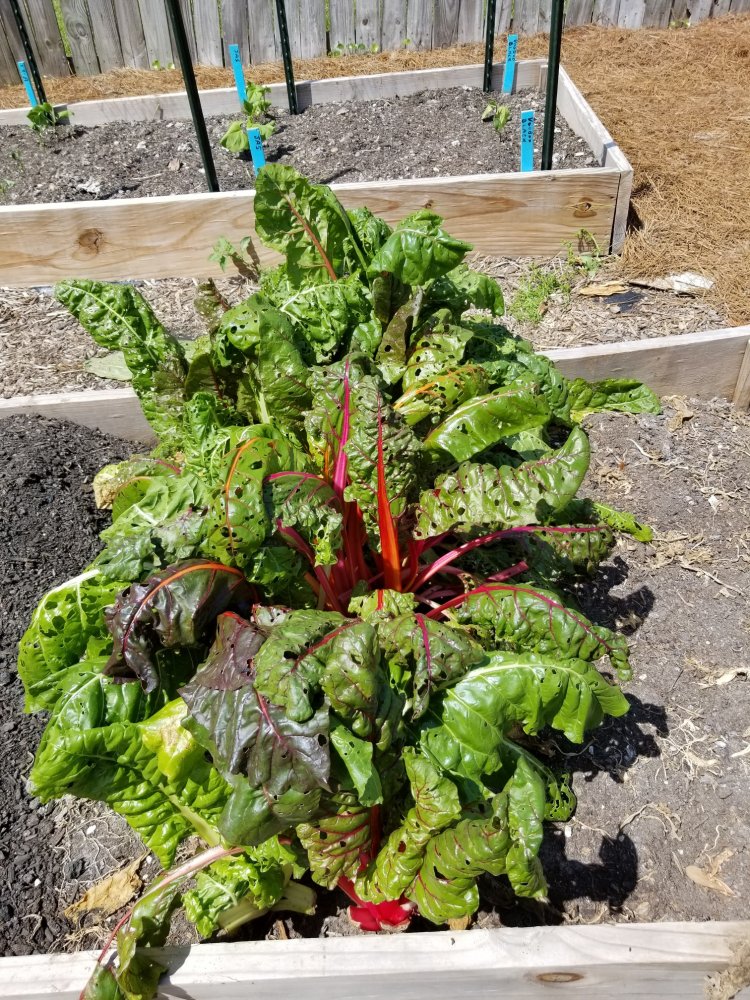 Chard.jpg