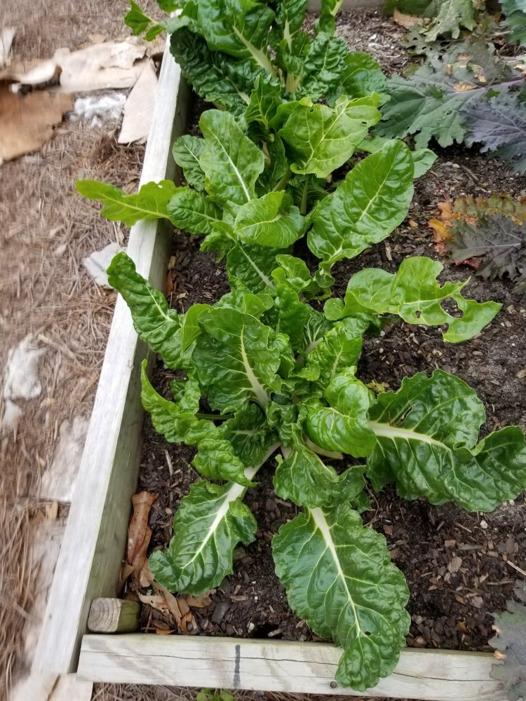 Chard.jpg
