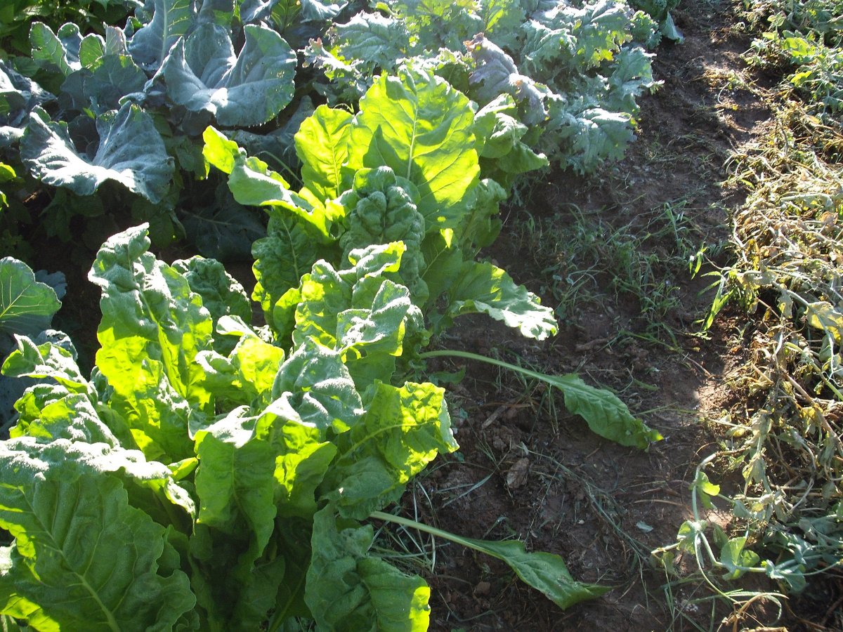 Chard & Kale 2.JPG