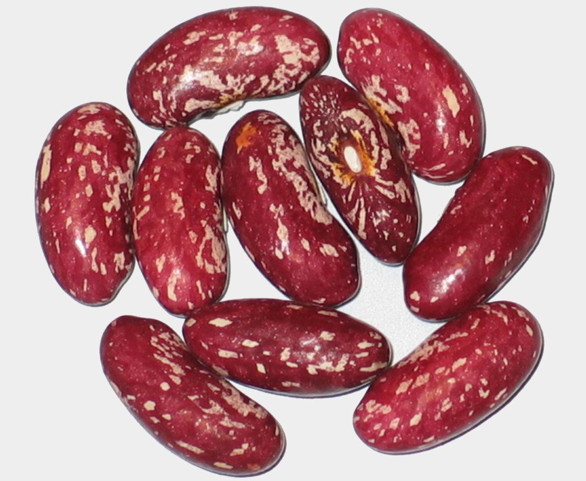 Cherokee Bean #1.jpg