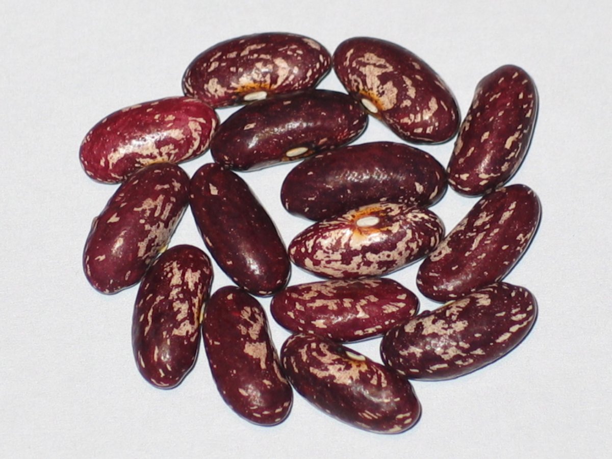 Cherokee Bean.JPG
