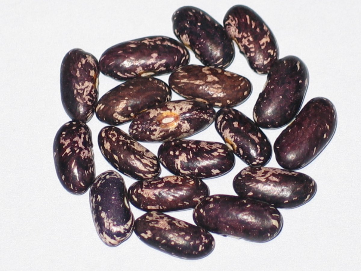 Cherokee Bean OT.JPG