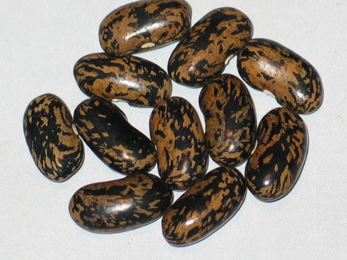 Cherokee Wax #2 OT.jpg