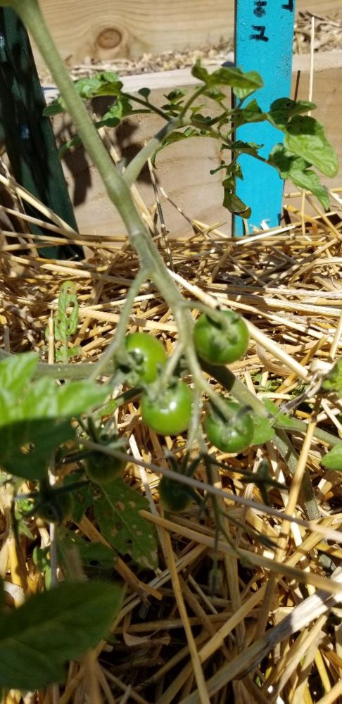 Cherry Tomato.jpg
