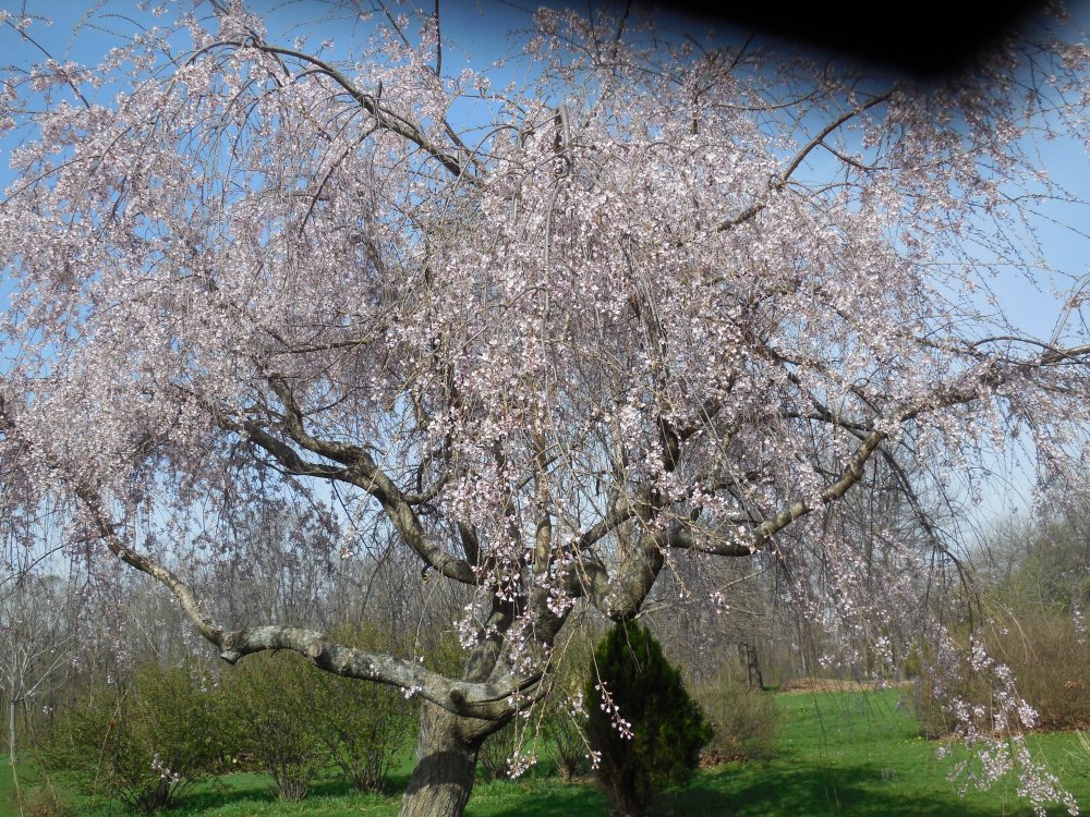 cherry tree weeping.JPG