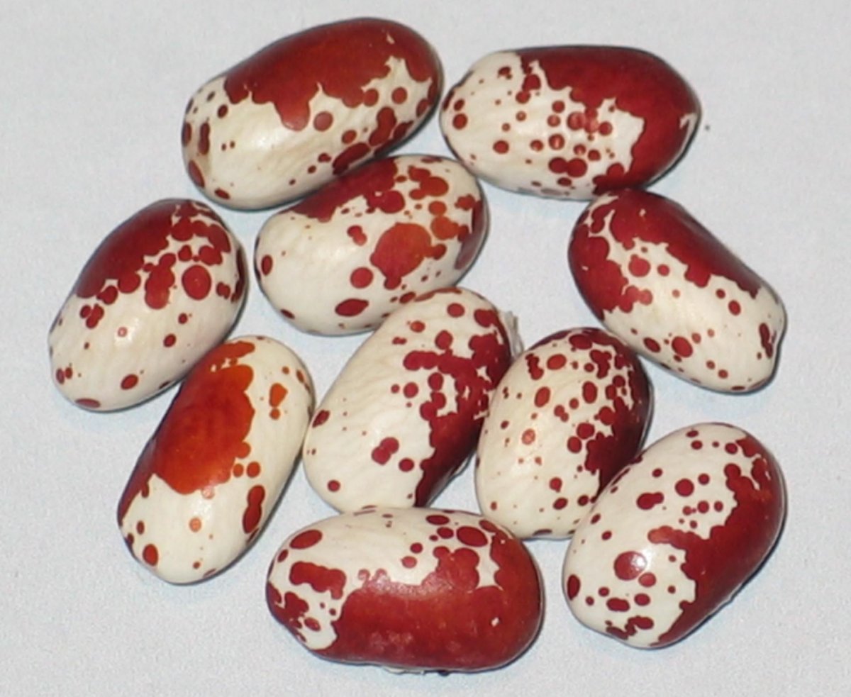 Cherry Trout.jpg