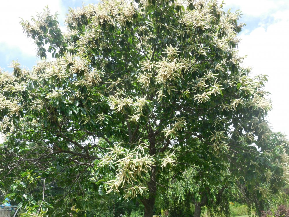 Chestnut fireworks.JPG