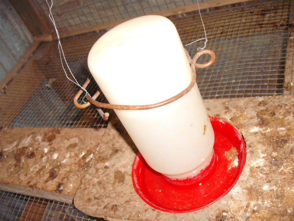Chick Waterer.JPG