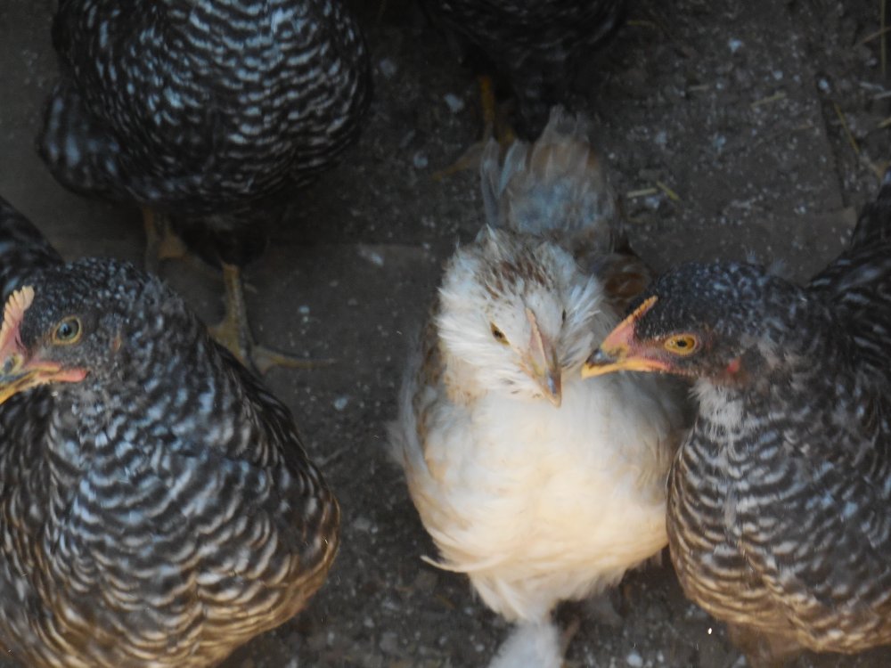chick1.JPG