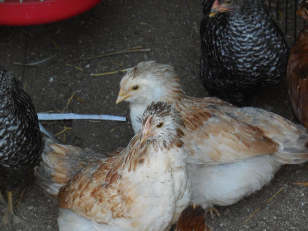 chick2.JPG