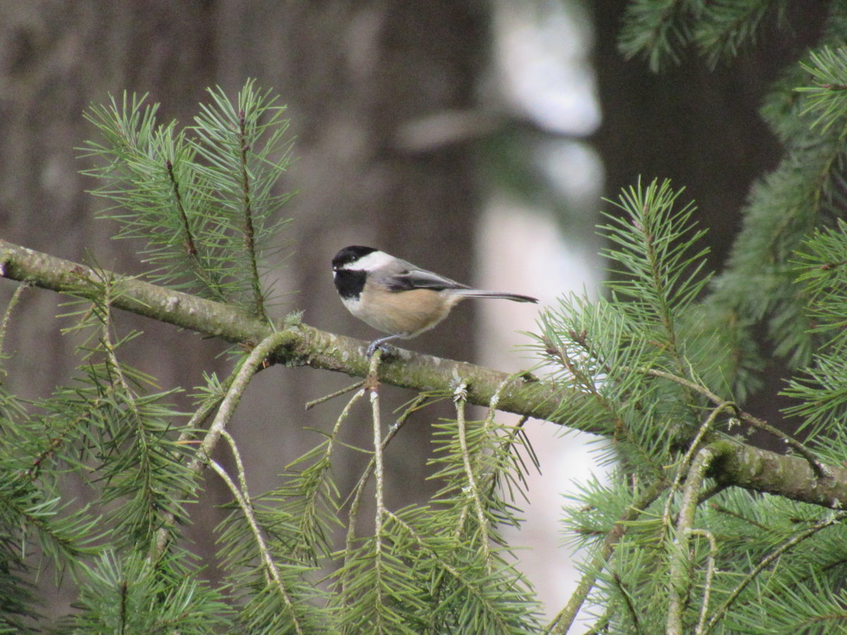 chickadee.JPG