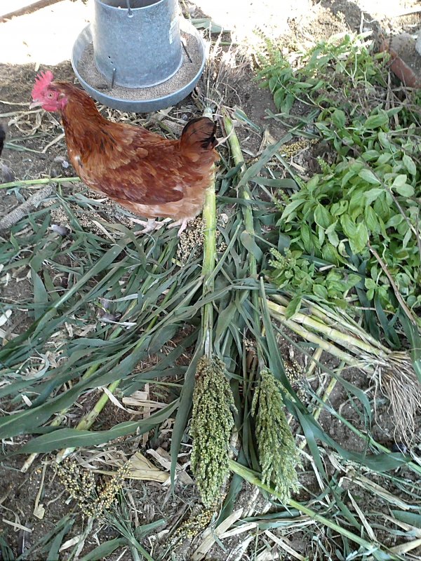 chicken composter.jpg