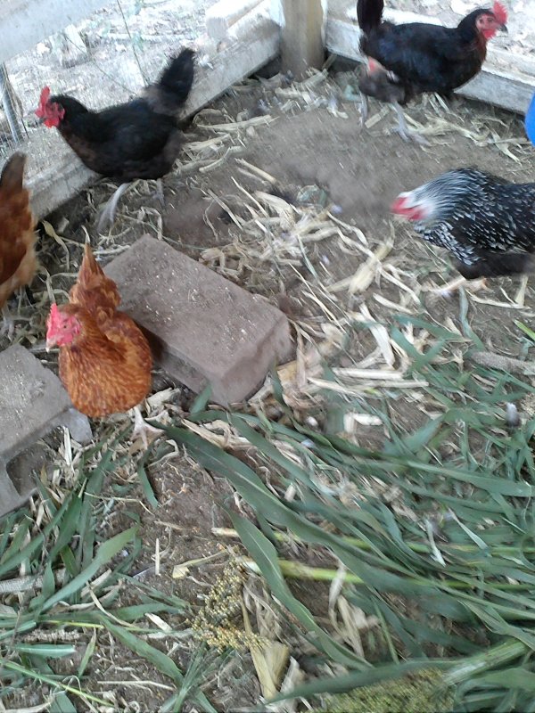 chicken composters.jpg