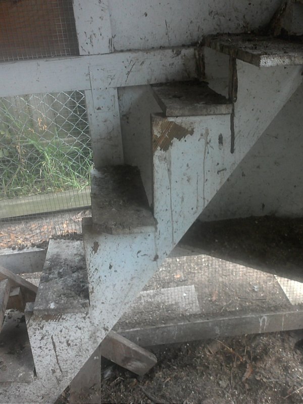 Chicken stairs.jpg