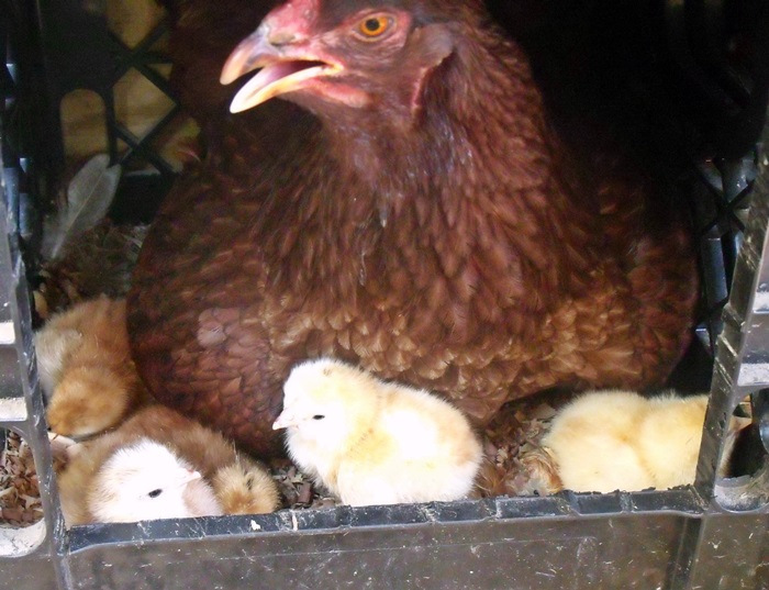 ChickenMomma1.JPG