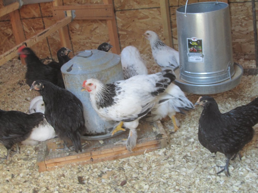 Chickens at 4 months.JPG