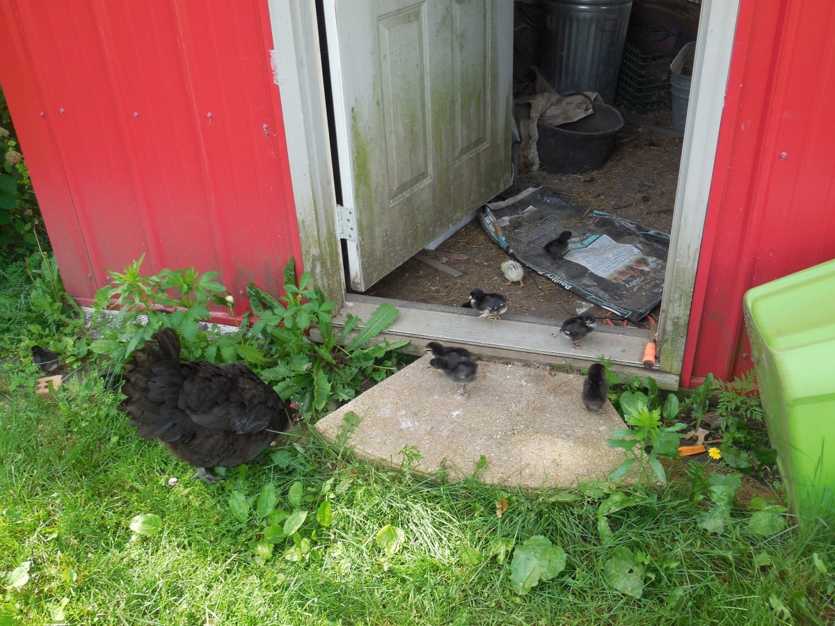 chickens Hilda and chicks.JPG