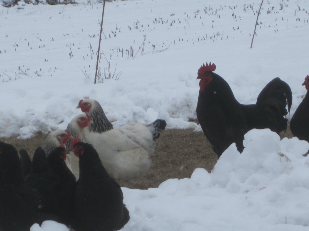 Chickens in snow.JPG