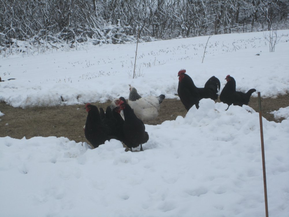 chickens in snow2.JPG