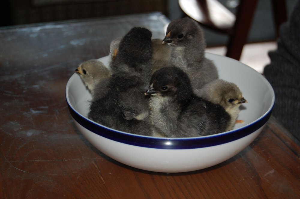 chicks 2014.jpg