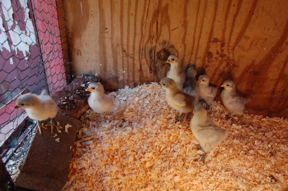 chicks 8:9:2014.jpg