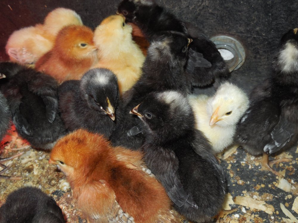 Chicks, May 13, 2015.JPG