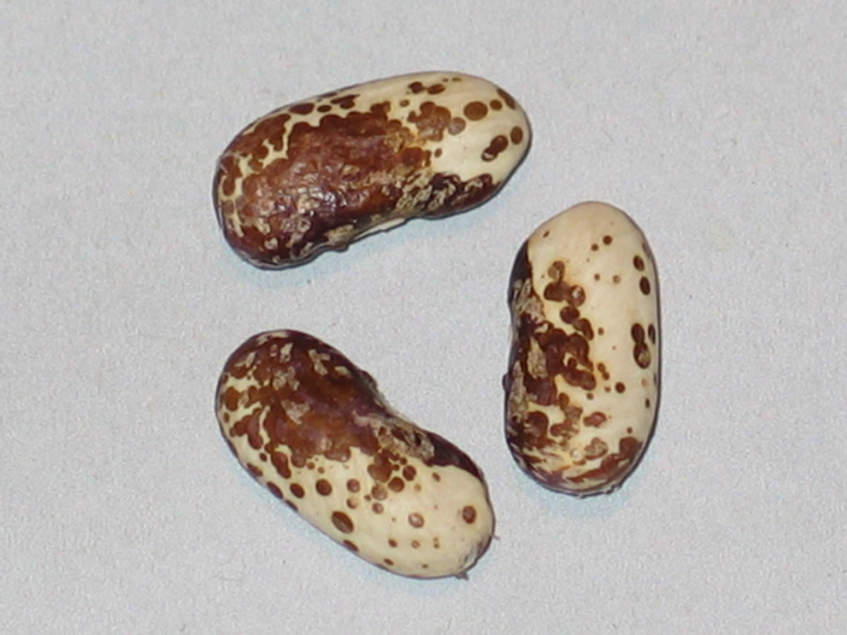 Chocolate 3.2.jpg